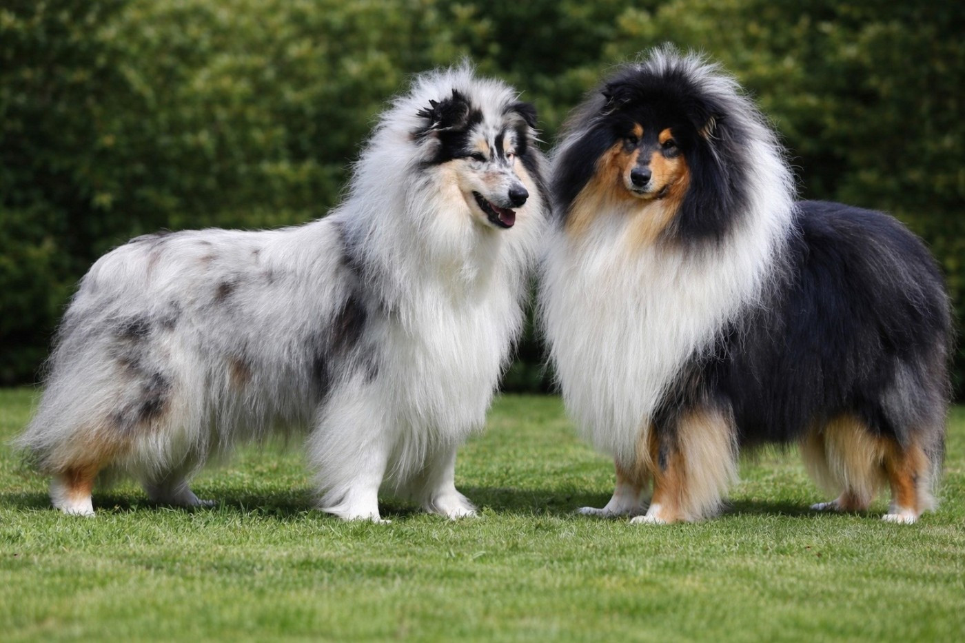 Chiots attendus fin Juin !