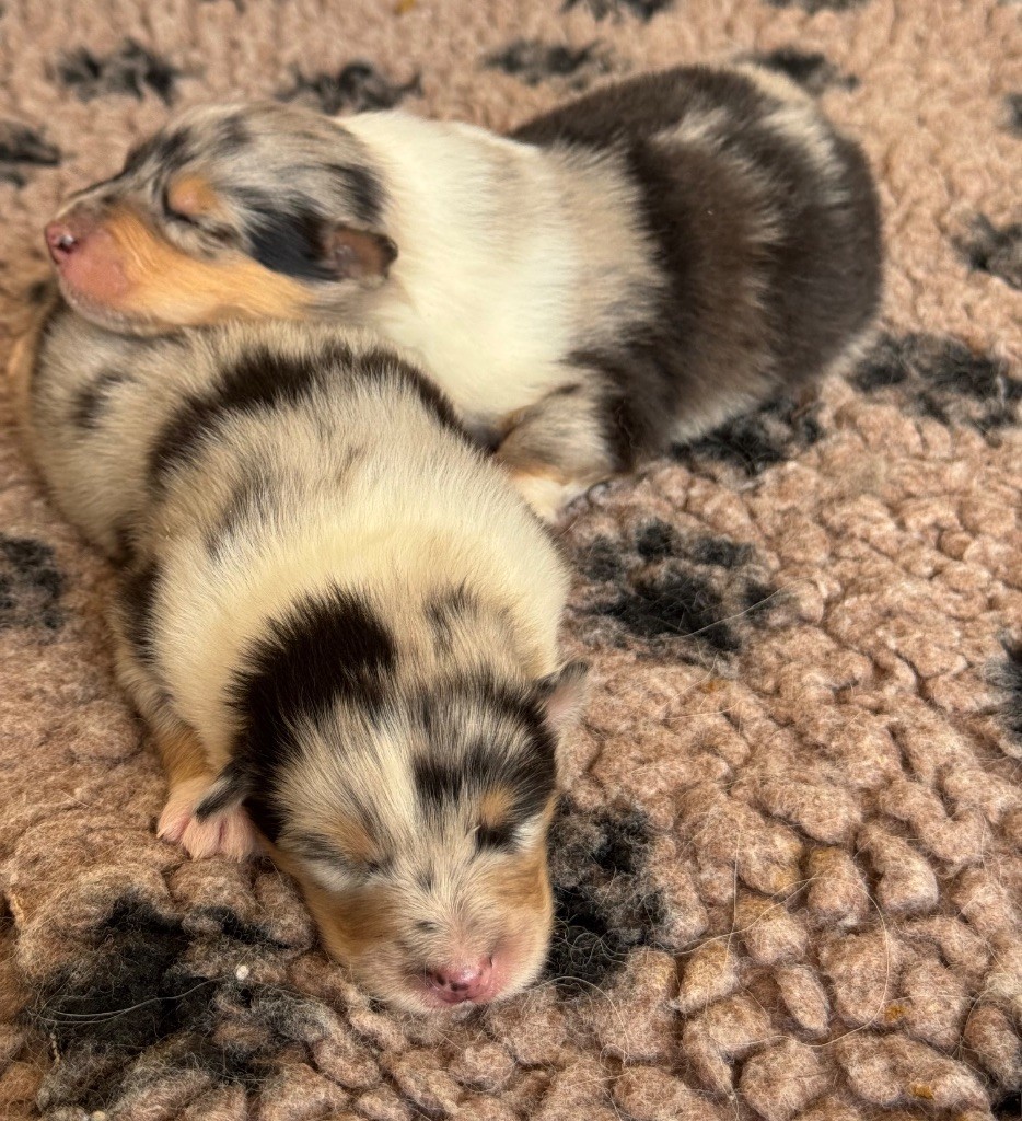 Chiots disponibles