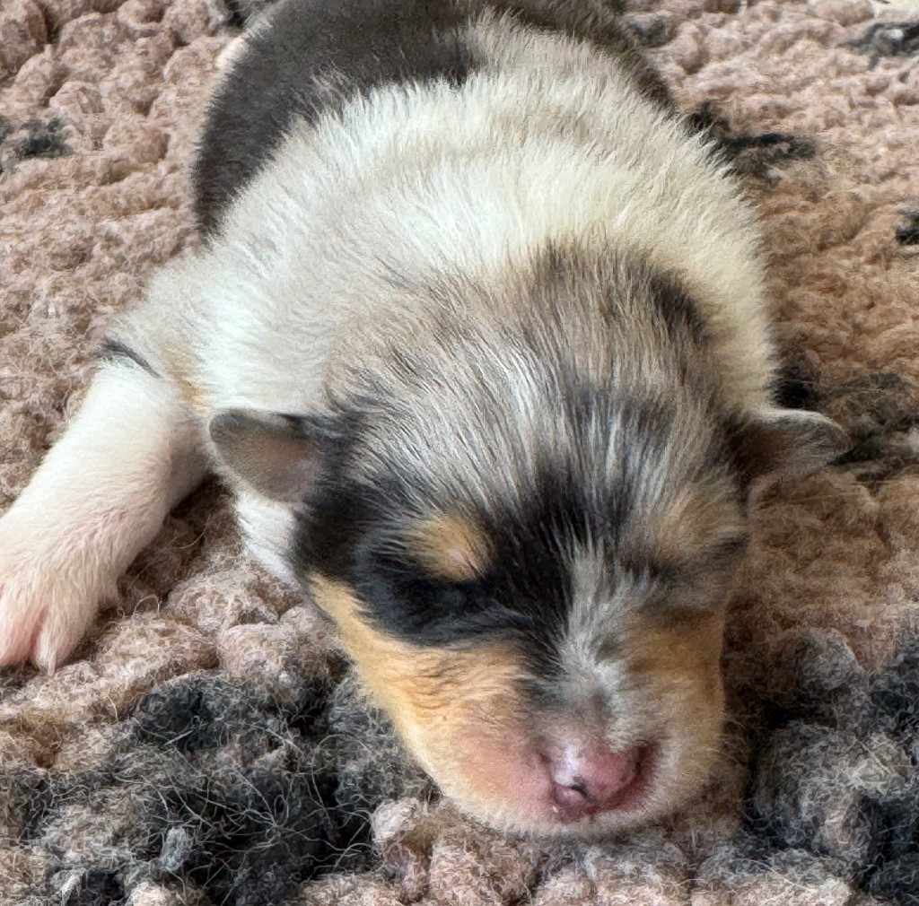Des Conquêtes De Don Juan - Chiots disponibles - Colley à poil long
