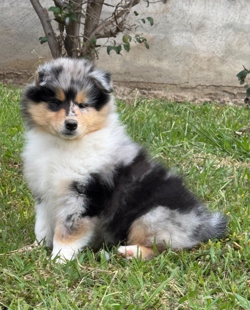 Des Conquêtes De Don Juan - Chiots disponibles - Colley à poil long