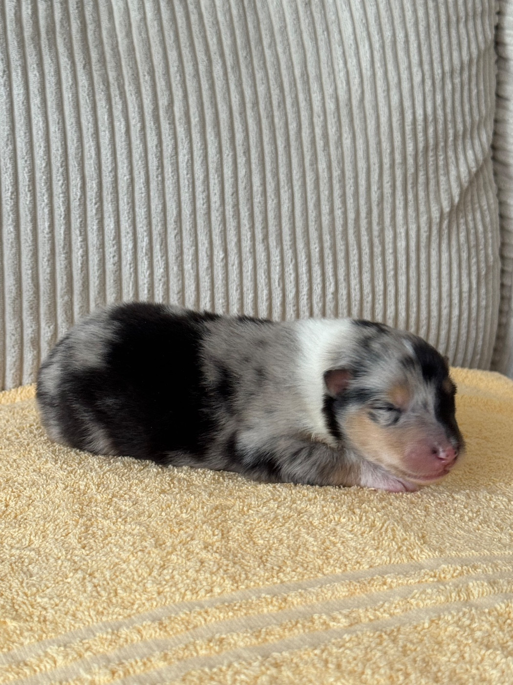 Des Conquêtes De Don Juan - Chiots disponibles - Colley à poil long