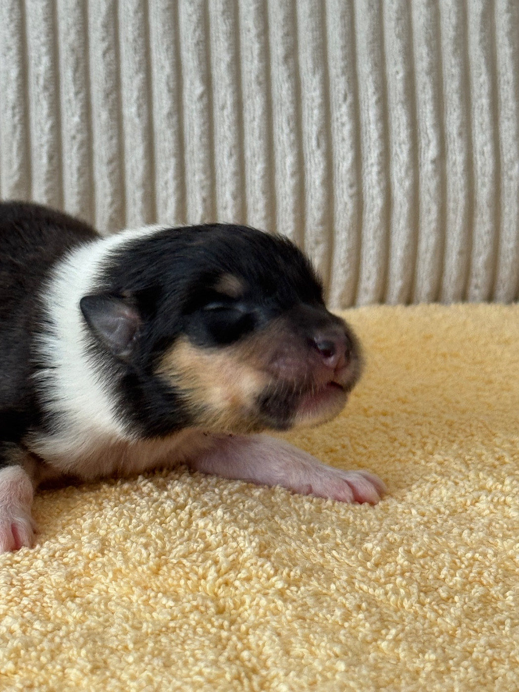 Des Conquêtes De Don Juan - Chiots disponibles - Colley à poil long