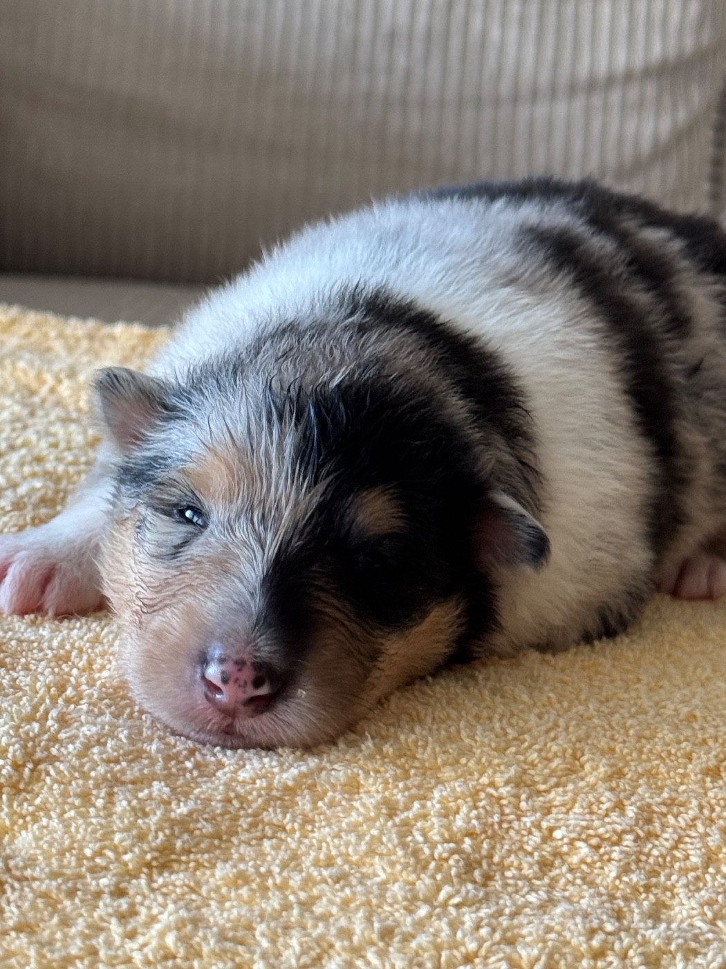Des Conquêtes De Don Juan - Chiots disponibles - Colley à poil long