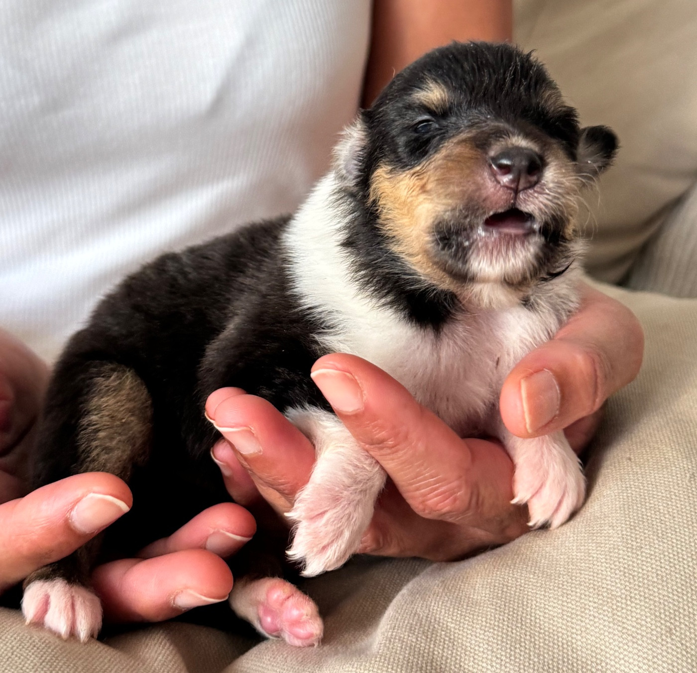 Des Conquêtes De Don Juan - Chiots disponibles - Colley à poil long