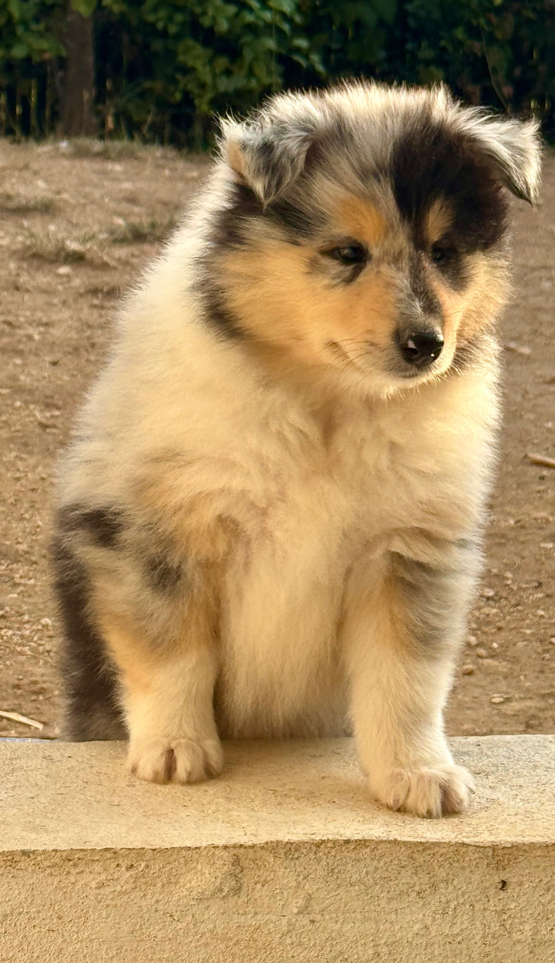 Des Conquêtes De Don Juan - Chiots disponibles - Colley à poil long