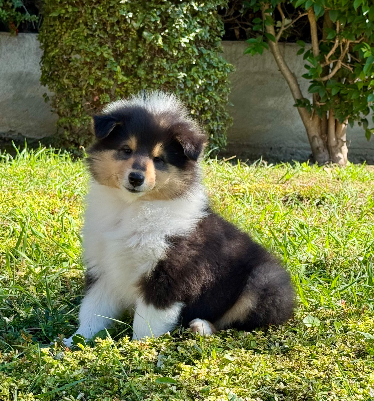 Des Conquêtes De Don Juan - Chiots disponibles - Colley à poil long