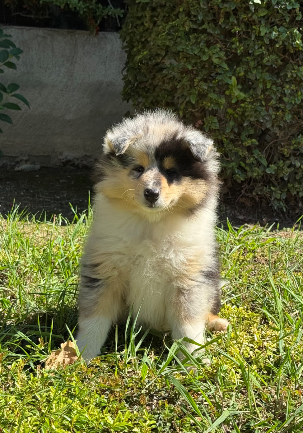 Des Conquêtes De Don Juan - Chiots disponibles - Colley à poil long