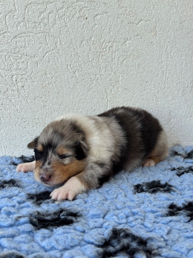 Des Conquêtes De Don Juan - Chiots disponibles - Colley à poil long