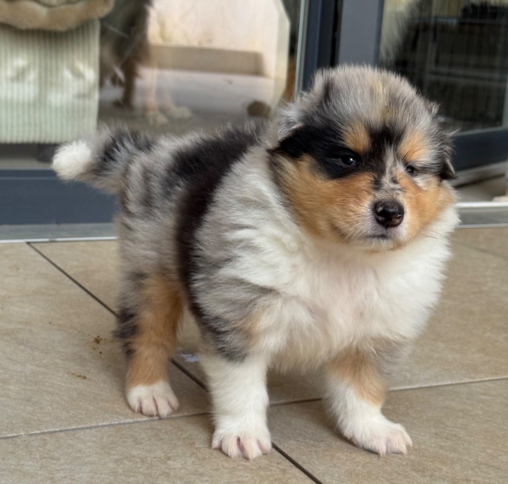 Des Conquêtes De Don Juan - Chiots disponibles - Colley à poil long