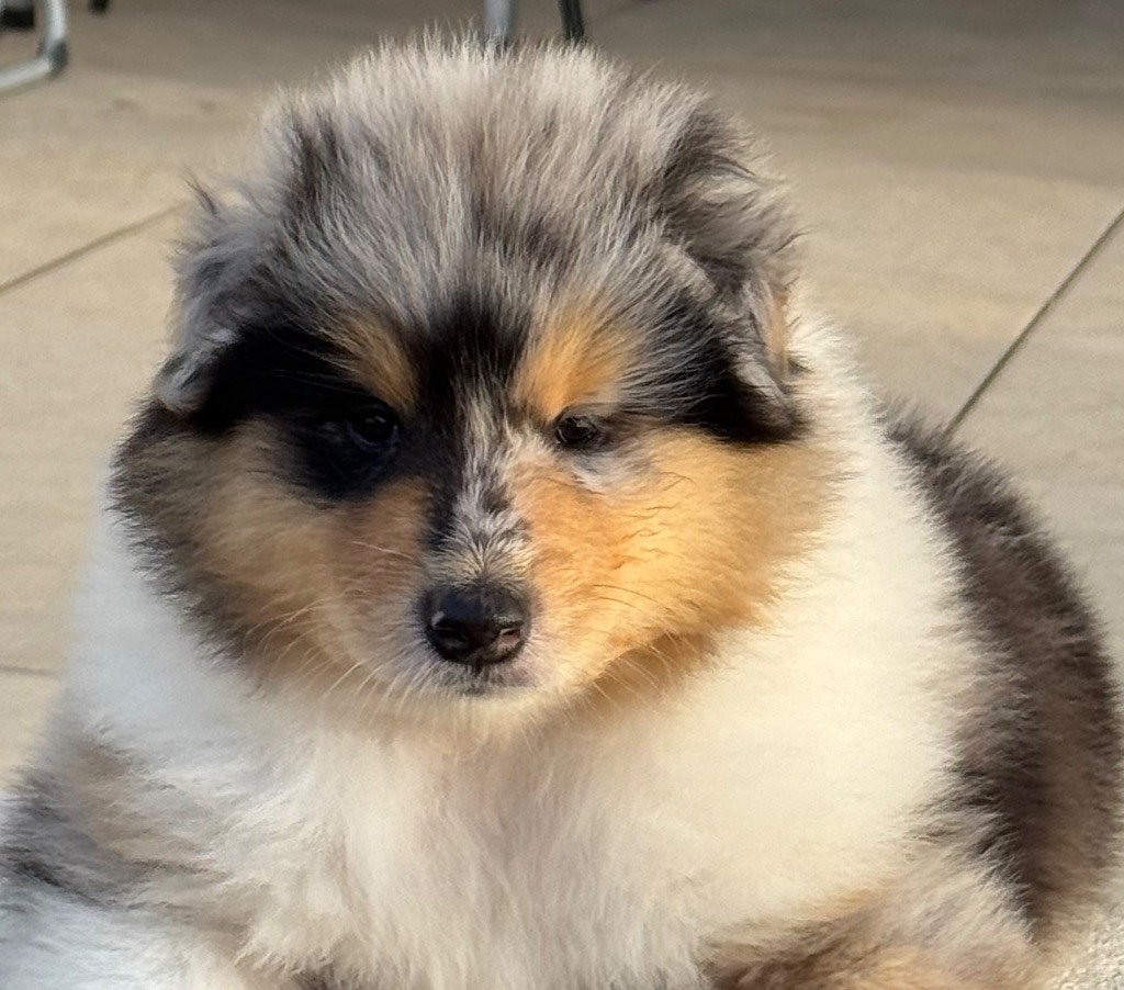 Des Conquêtes De Don Juan - Chiots disponibles - Colley à poil long