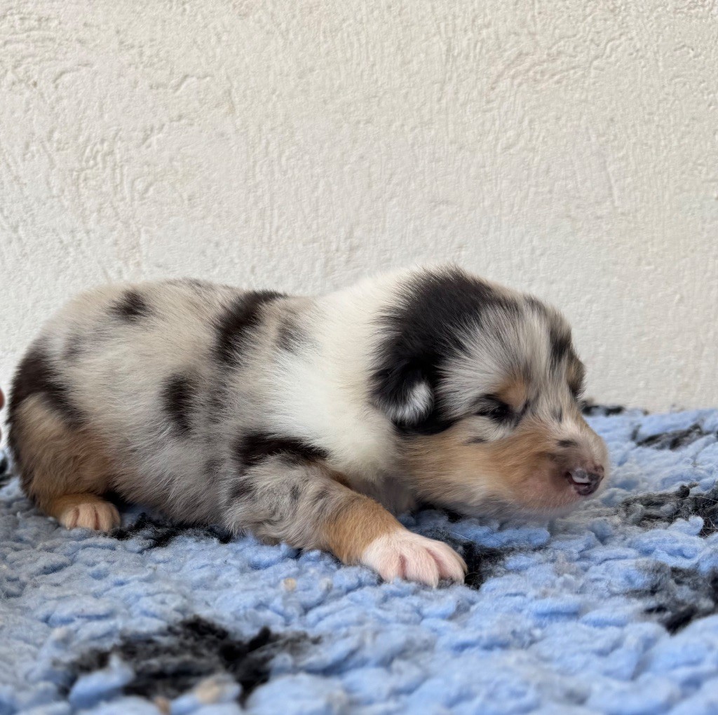 Des Conquêtes De Don Juan - Chiots disponibles - Colley à poil long